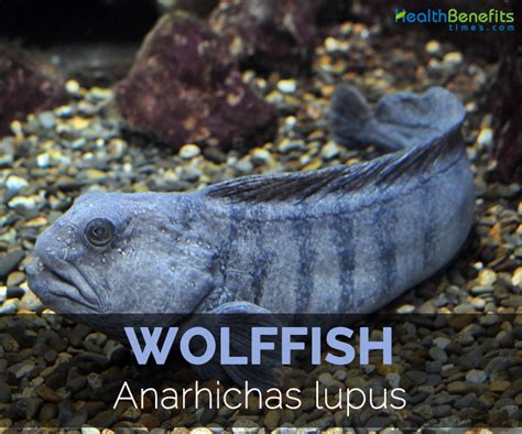 Wolffish Fish Facts .